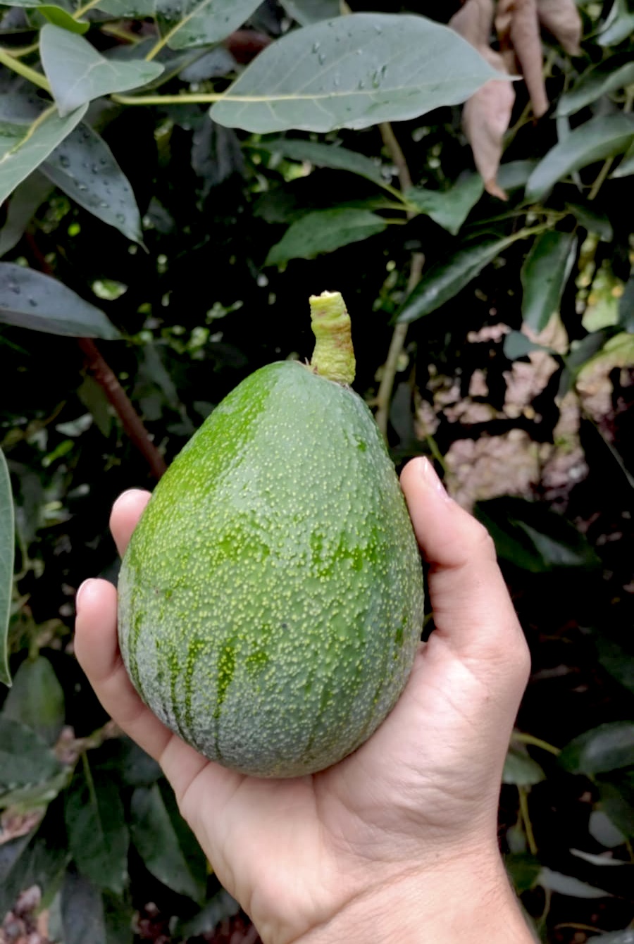 avokado_dalindan