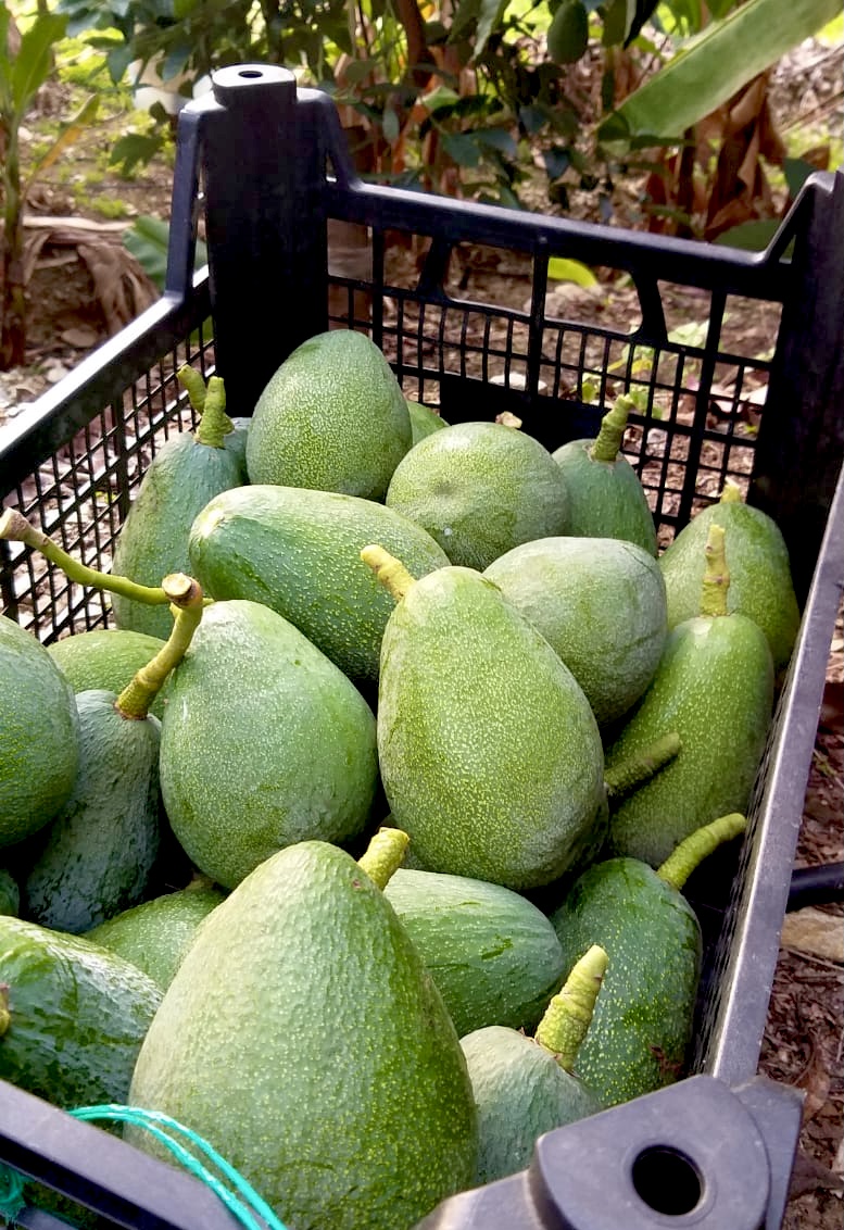 avokado meyvebox
