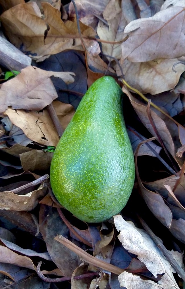 avokado_olgunlastirma